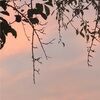 may_fairies